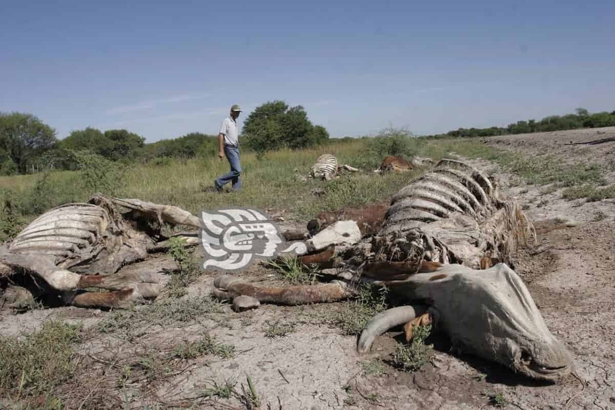 Se agudiza sequía en Veracruz; 107 municipios anormalmente secos