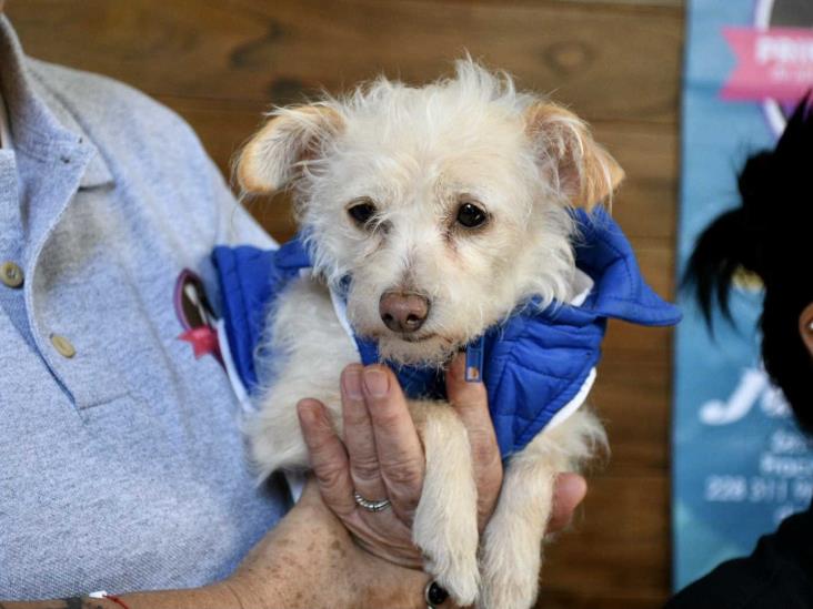 Pandemia disparó abandono de mascotas entre veracruzanos