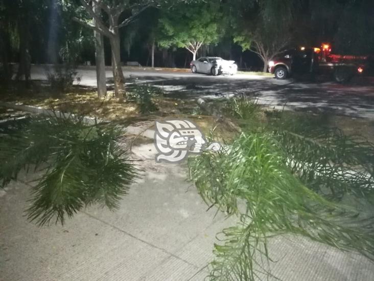 Conductor se estrella contra palmera en Veracruz