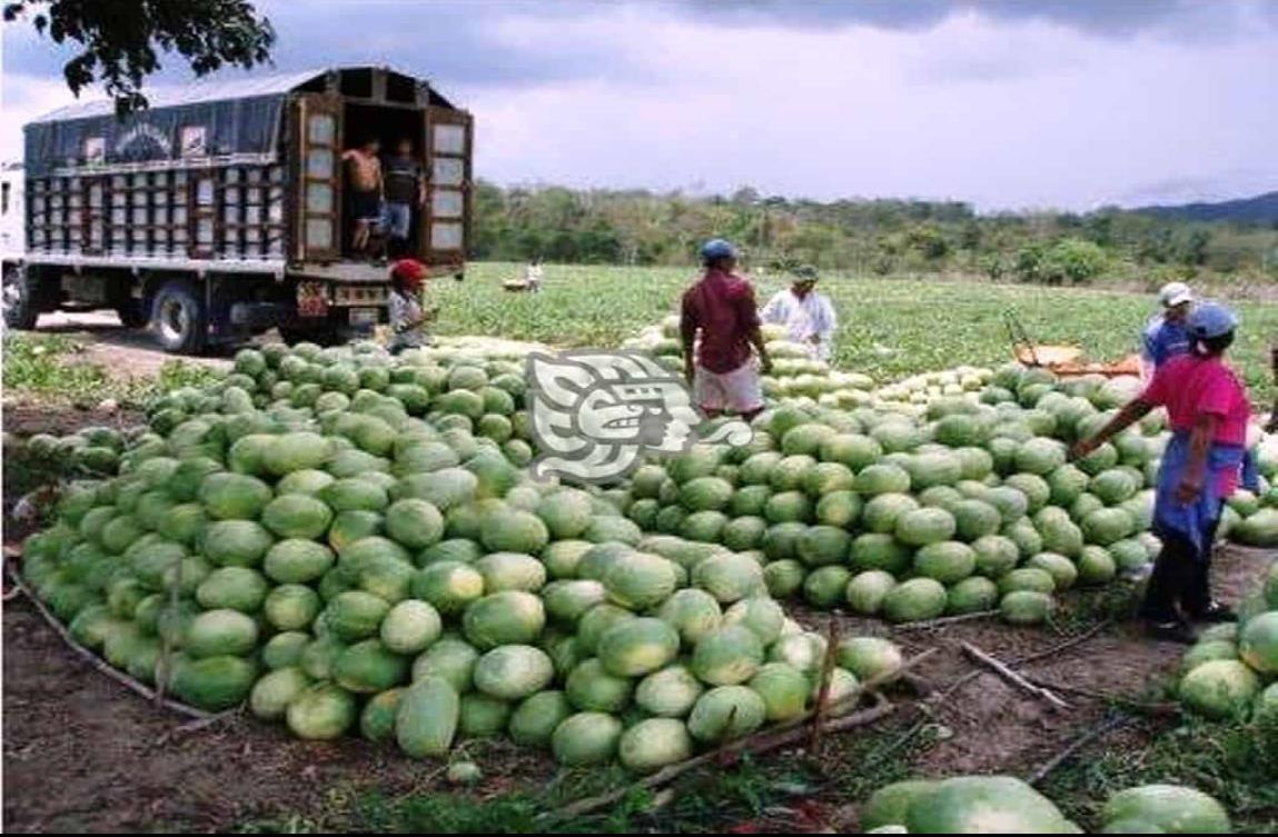 Campesinos de Pajapan iniciaron siembra y producción de Sandia