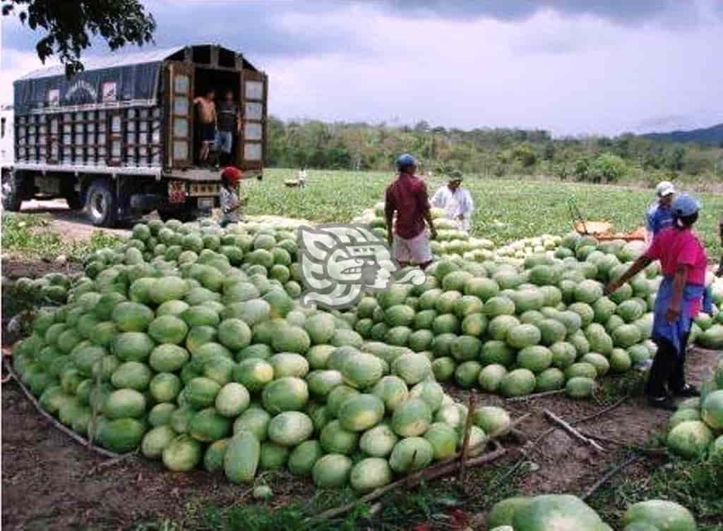 Campesinos de Pajapan iniciaron siembra y producción de Sandia