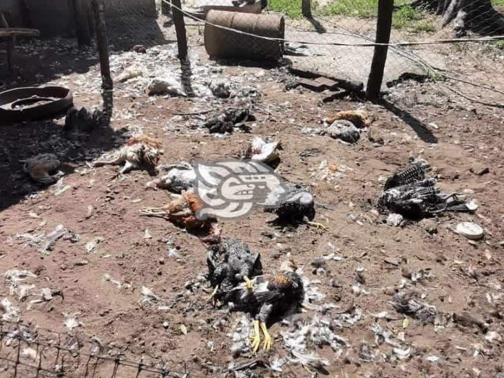 Depredador ataca alrededor de 50 aves en poblado de San Juan Evangelista