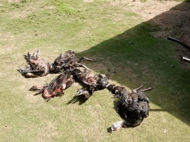 Depredador ataca alrededor de 50 aves en poblado de San Juan Evangelista