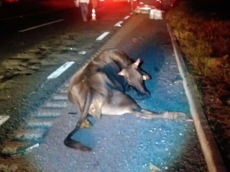 Estampida de vacas provoca múltiple accidente en carretera federal Veracruz Córdoba