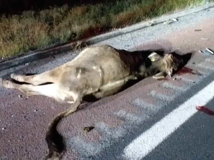 Estampida de vacas provoca múltiple accidente en carretera federal Veracruz Córdoba