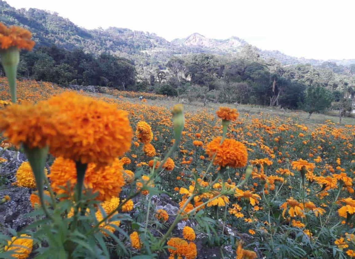 Pandemia afecta a productores de cempasúchil en Veracruz