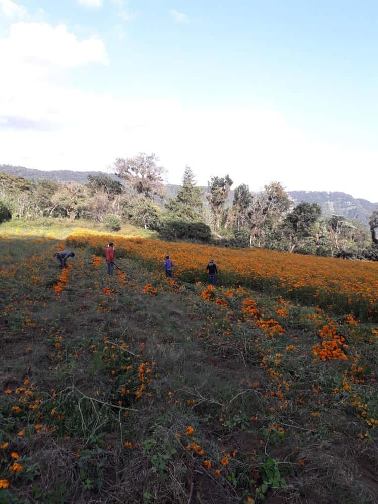 Pandemia afecta a productores de cempasúchil en Veracruz