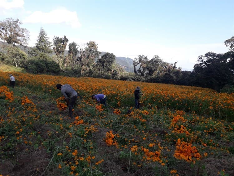 Pandemia afecta a productores de cempasúchil en Veracruz