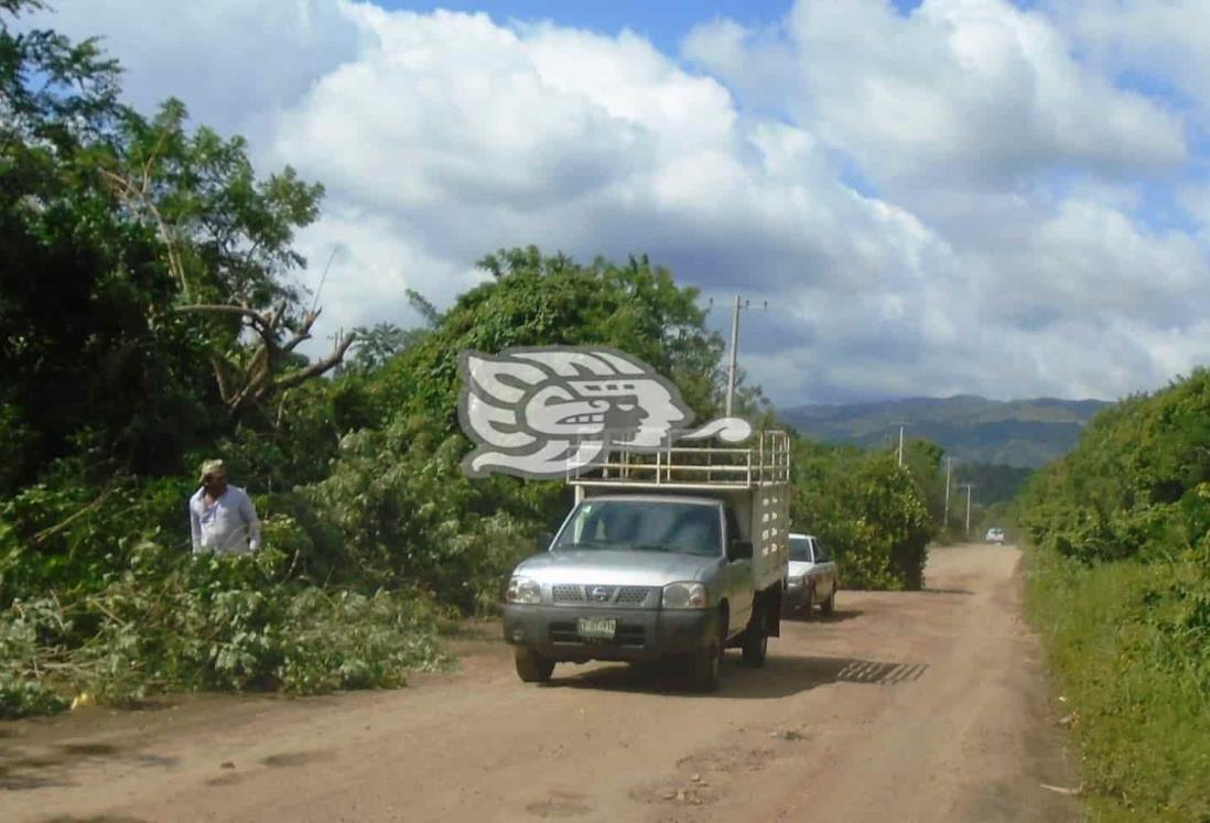 Contrató CFE mano de obra para desramar árboles en Tatahuicapan