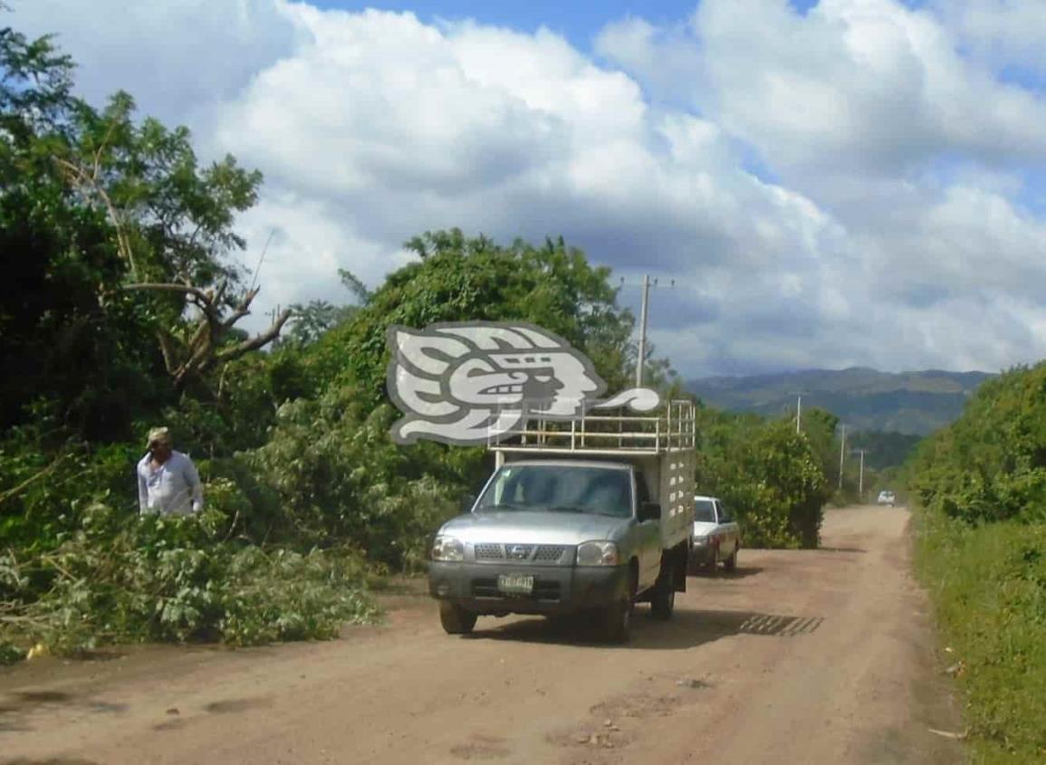 Contrató CFE mano de obra para desramar árboles en Tatahuicapan