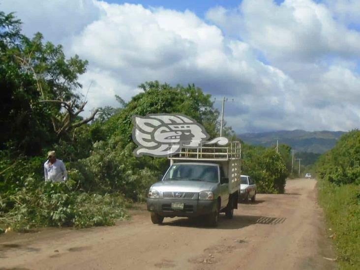 Contrató CFE mano de obra para desramar árboles en Tatahuicapan