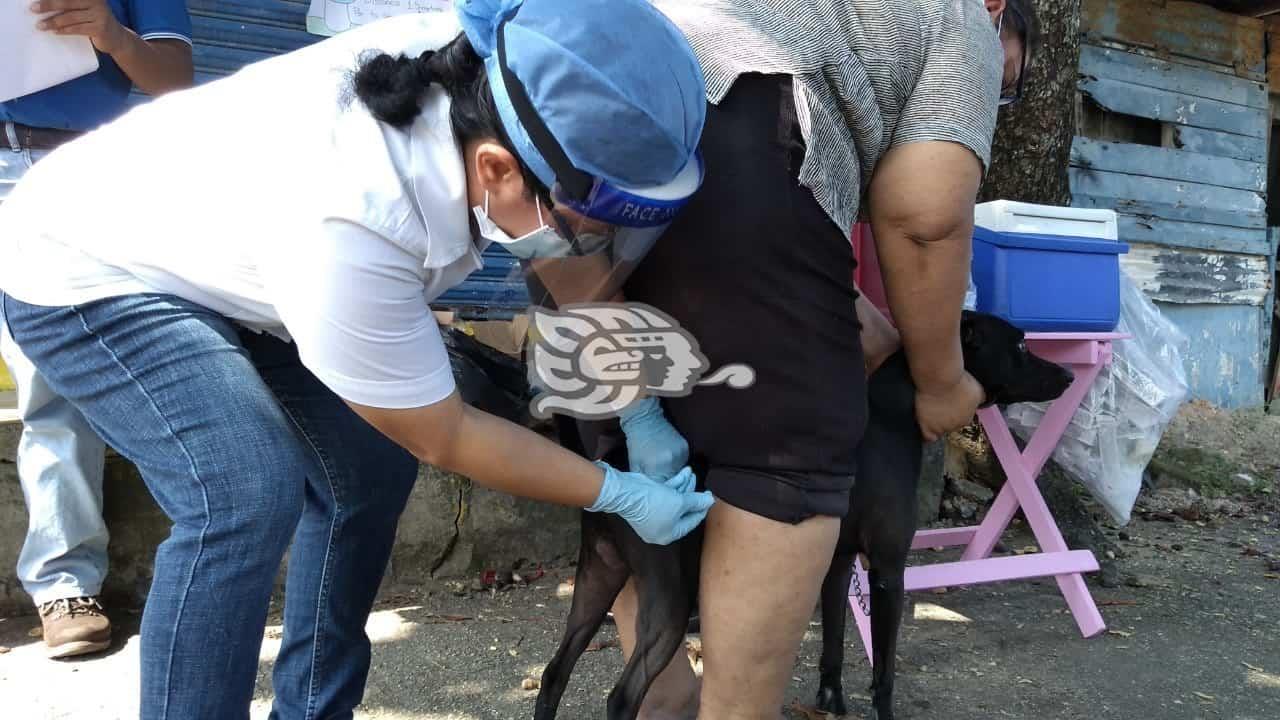 Hasta el sábado, Jornada de Vacunación Antirrábica en Coatzacoalcos