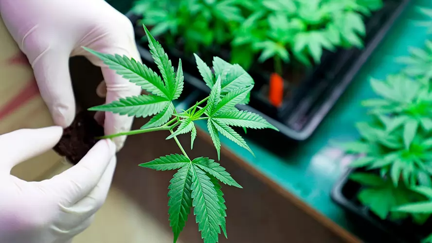 Argentina legaliza el autocultivo de mariguana con fines medicinales