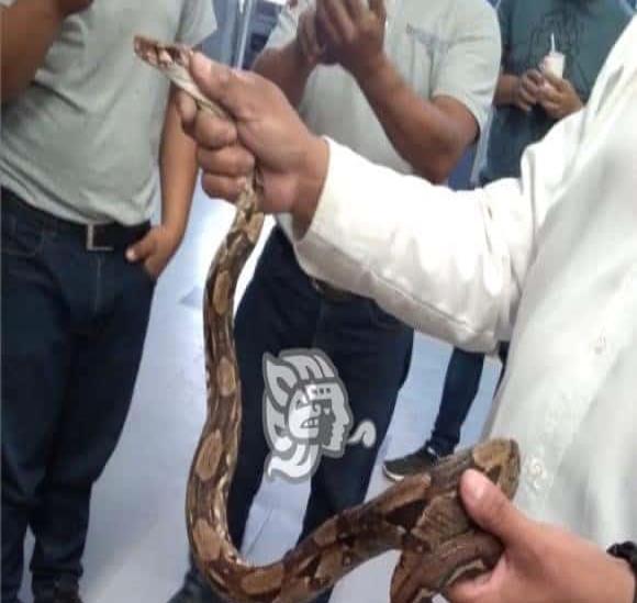 Capturan boa en el centro de Huauchinango