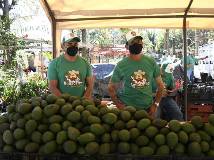 Busca Sedarpa combatir ‘coyotaje’; realizan venta de aguacate en Xalapa