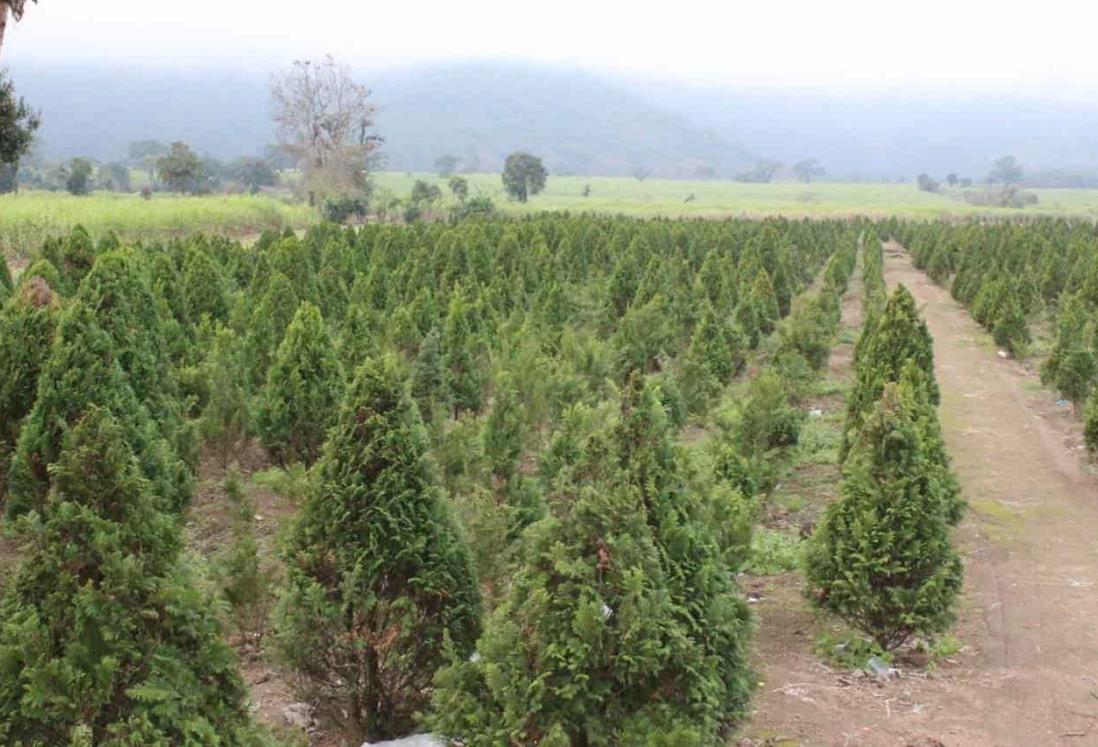 Productores de pinos navideños en Atzacan, preocupados ante situación económica 