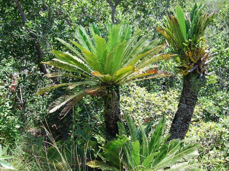 Un ‘fondo verde’ rescataría la selva