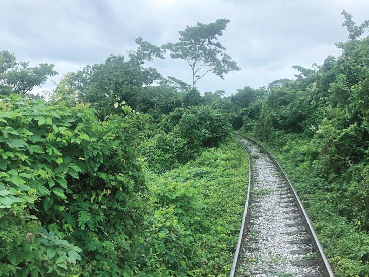 Un ‘fondo verde’ rescataría la selva