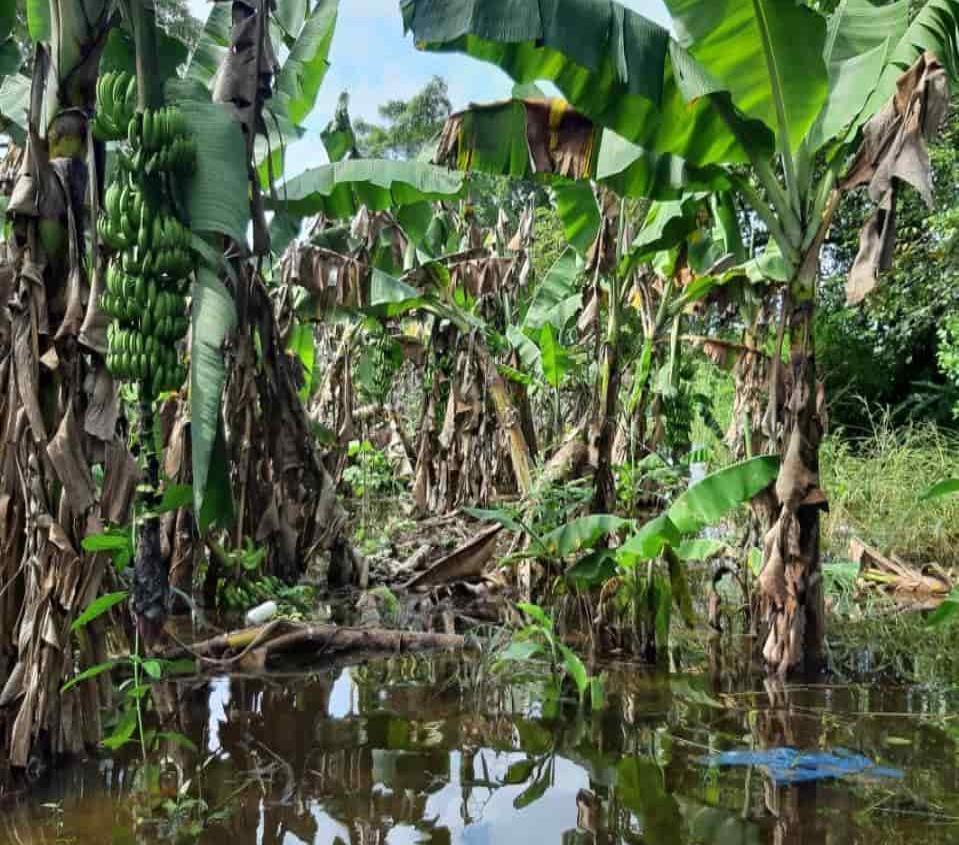 Inundaciones en Tabasco afectaron 50% de cultivos de plátano