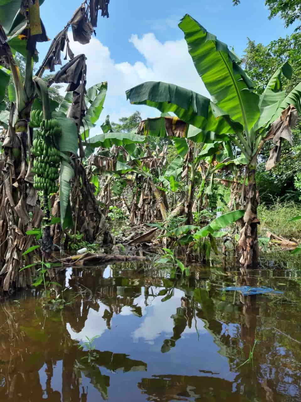 Inundaciones en Tabasco afectaron 50% de cultivos de plátano