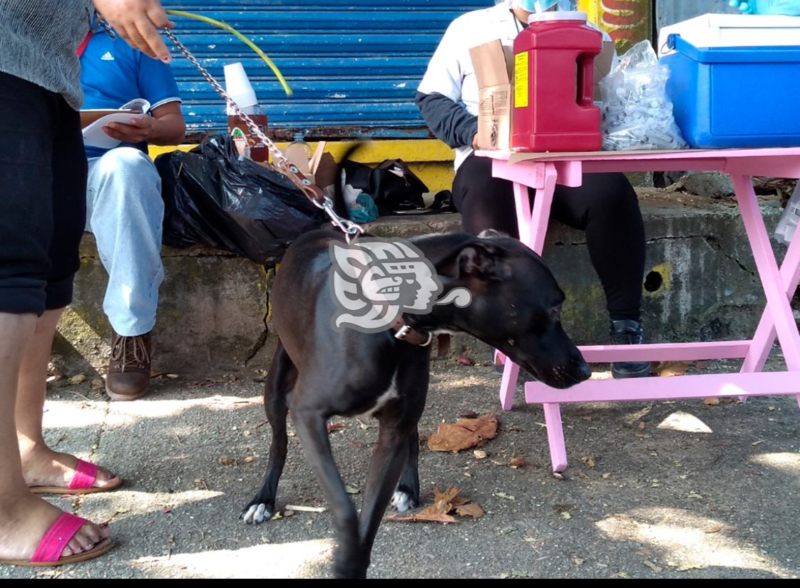 Invitan a jornada gratuita de esterilización en Coatza