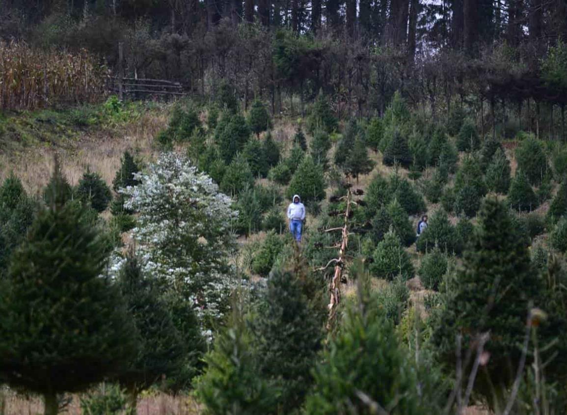 Piden a veracruzanos no fomentar tala ilegal con árboles de Navidad