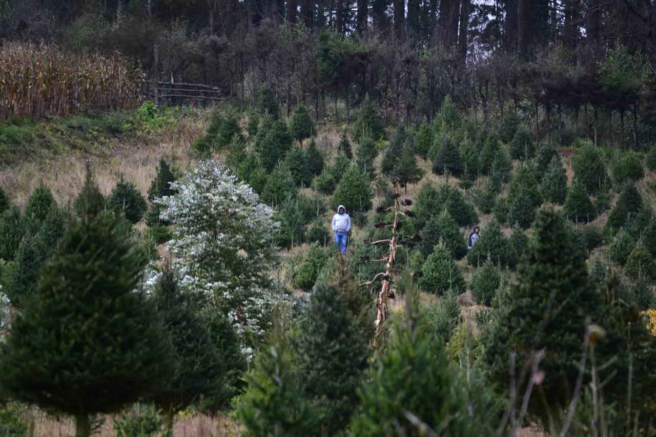 Piden a veracruzanos no fomentar tala ilegal con árboles de Navidad