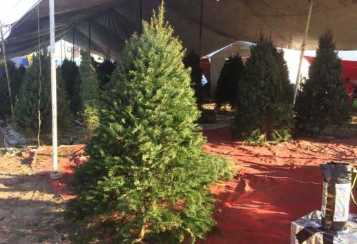 Reducen número de pinos para vender debido al Covid