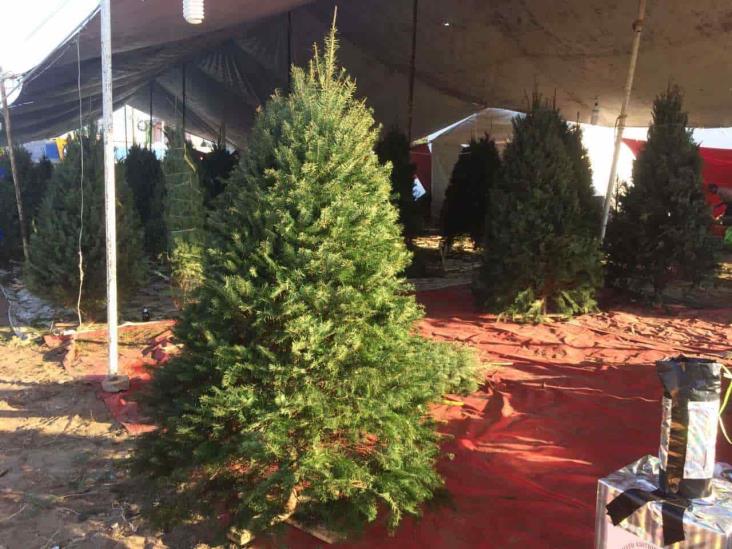 Reducen número de pinos para vender debido al Covid