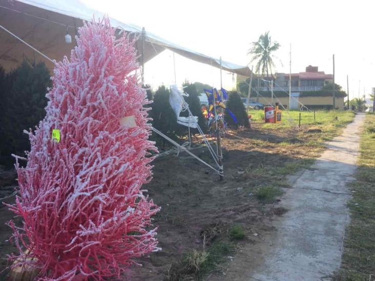 Reducen número de pinos para vender debido al Covid