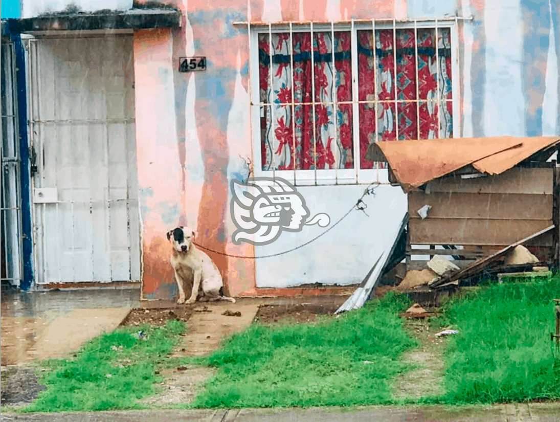 Dejan a perritos bajo la lluvia y el frío, reportan en Coatza