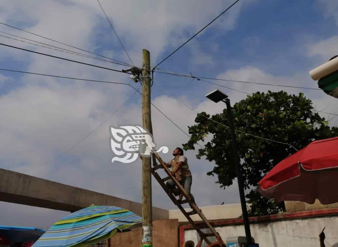 CNR pone a salvo a mapache atrapado en poste de luz de Villa Allende