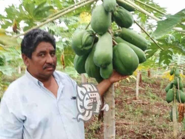 Aprovechan apoyos al campo para producir papayas en la sierra