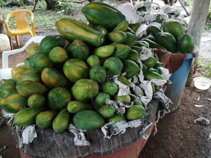 Aprovechan apoyos al campo para producir papayas en la sierra