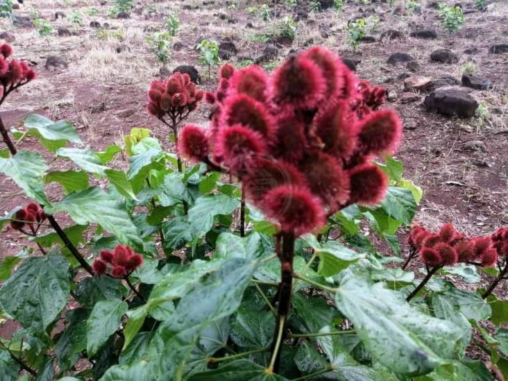 Aprovechan apoyos al campo para producir papayas en la sierra