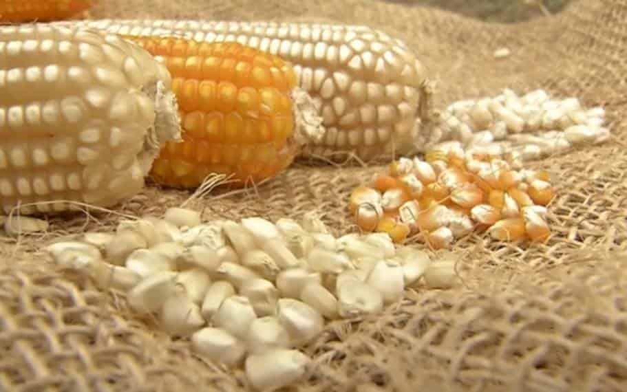 INIFAP, detonador del campo