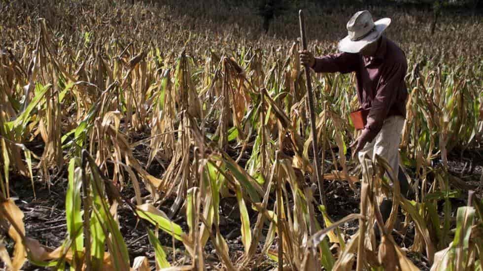 Empresas fantasma quitarían 500 mdp al agro de Veracruz