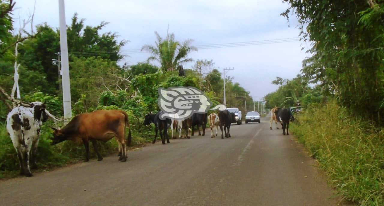 Semovientes siguen siendo peligro en carreteras serranas