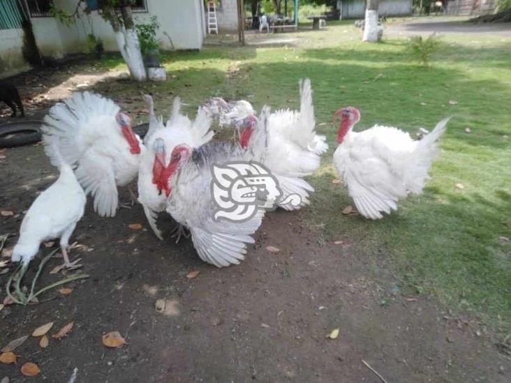 En Tlalixcoyan, roban 4 ejemplares de aves de corral