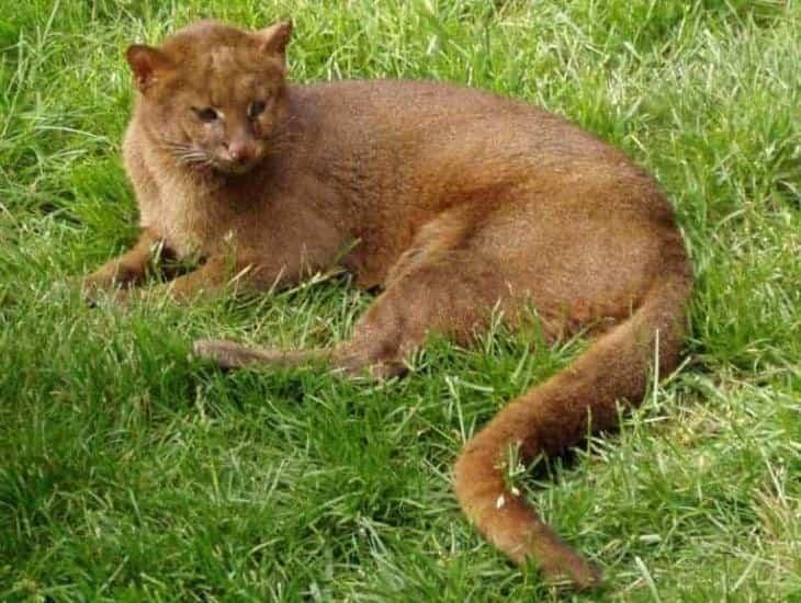 Tras un mes de recuperación, liberan a jaguarundi