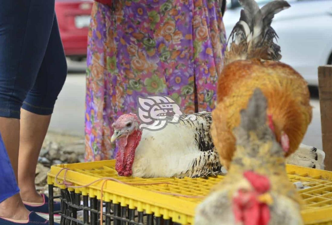 Hasta en 950 pesos se comercializan los pavos en Coatzacoalcos