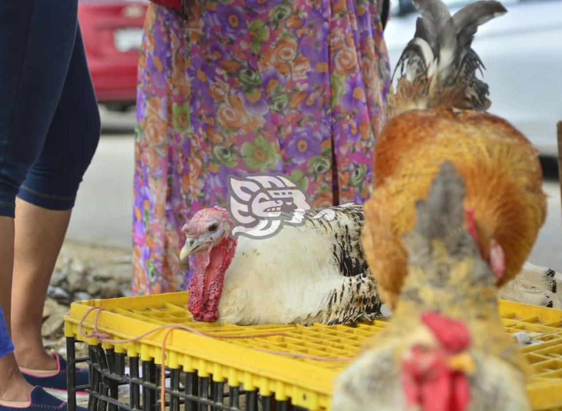 Hasta en 950 pesos se comercializan los pavos en Coatzacoalcos