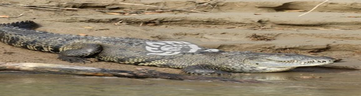 Tras inundaciones, reptiles deambulan a orillas del río Tonalá