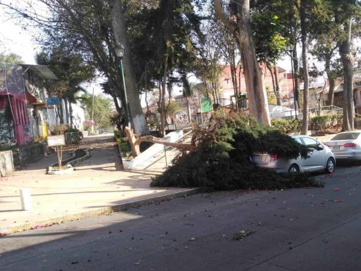 Fuertes vientos dejan árboles caídos en capital de Veracruz