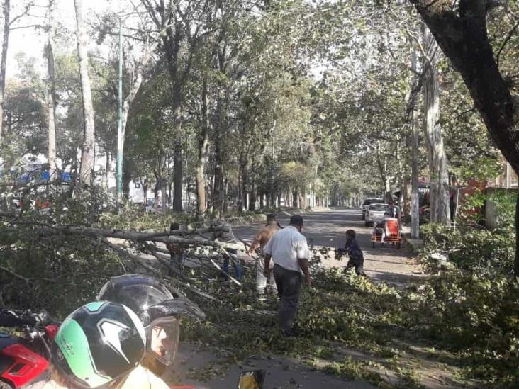 Fuertes vientos dejan árboles caídos en capital de Veracruz