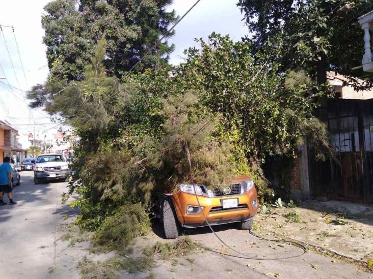 Fuertes vientos dejan árboles caídos en capital de Veracruz