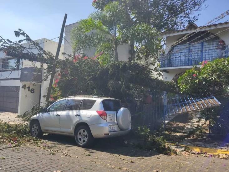 Fuertes vientos dejan árboles caídos en capital de Veracruz