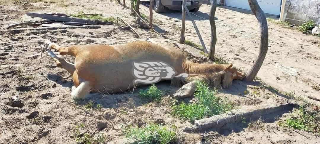 Asesinan a caballo del presidente de la asociación de Jinetes