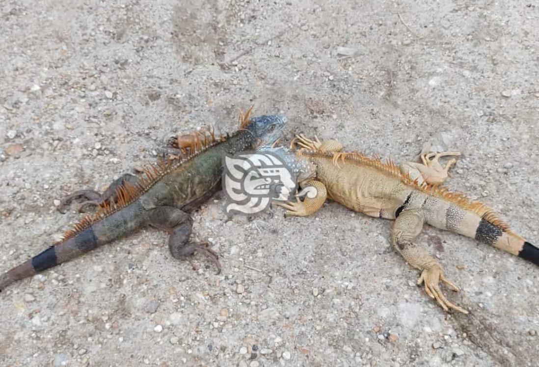 Continúa captura y venta de  iguanas, armadillos y tortugas en Moloacán