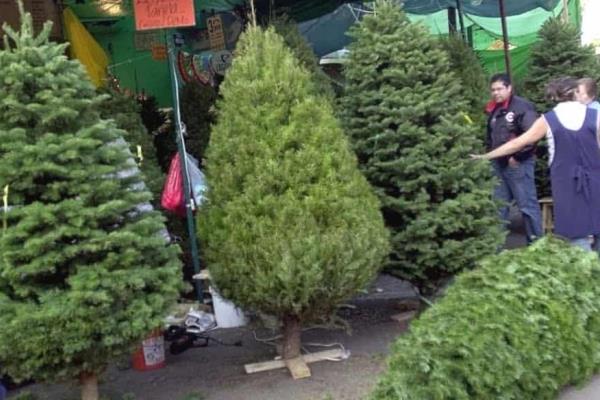 Activarán campaña de Recicla tu Navidad en Tuxpan